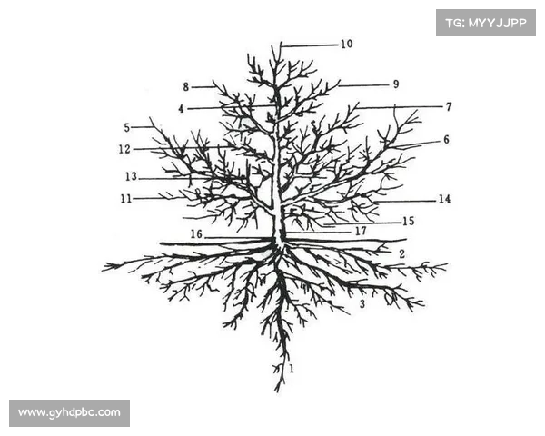 探索美冠杯赛级划分及其影响因素的深度分析