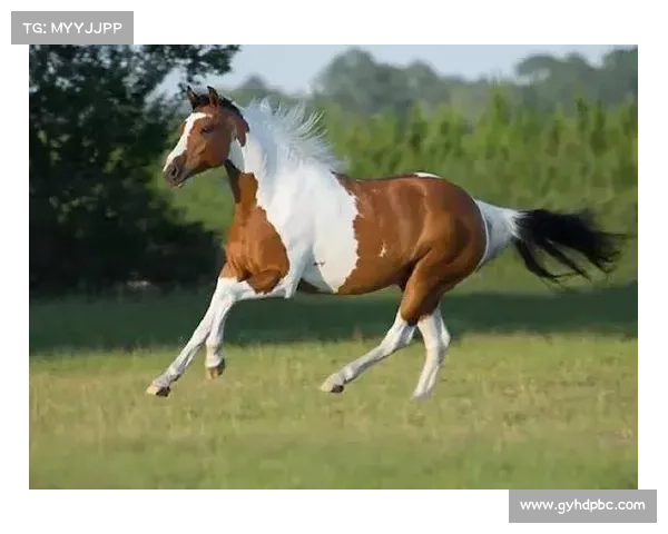 提升东盟场地脚车竞技表现的训练技巧与策略分享